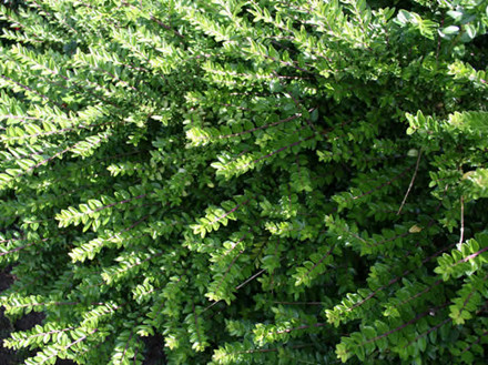 Lonicera nitida 'Maigrün' - Gedeblad (LP)