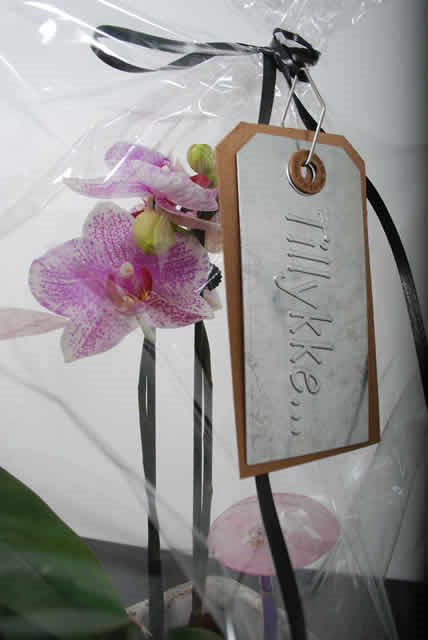 Manilla Duet "Tillykke"