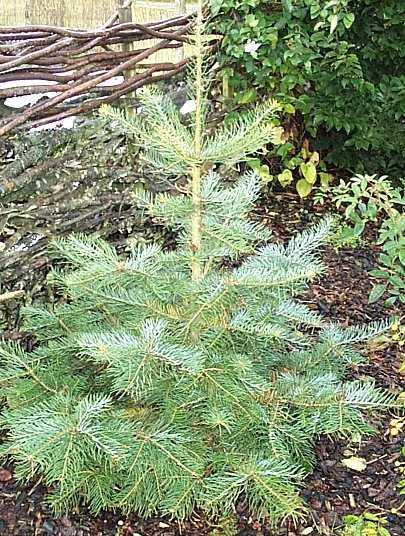 Abies concolor - Salgshøjde: 10-20 cm.  Barr. - Langnålet Ædelgran
