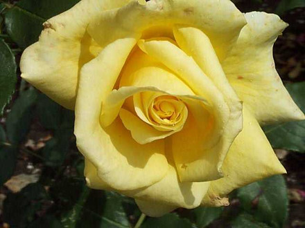 Rose Kaj Munk (storblomstrende)  