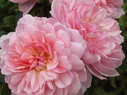 Rose Anne Boleyn (engelsk rose) 