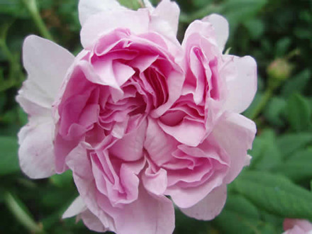 Rose Blush Damask (damascener)  