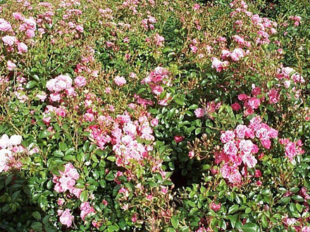 Rose Pink Fairy (bunddækkerose)  