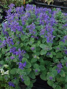 Nepeta faas. 'Blue Wonder' - Katteurt (Plugs) Kasse m/18 stk.