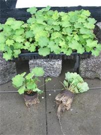 Alchemilla mollis - Lodden Løvefod (Plugs) Kasse m/18 stk.