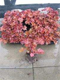 Heuchera micr. 'Palace Purple' - Alunrod- rødbladet (Plugs) Kasse m/18 stk.
