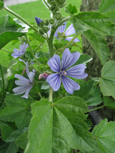 MALVA sylvestris 'Primley Blue' - Katost