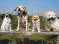 hunde.jpg