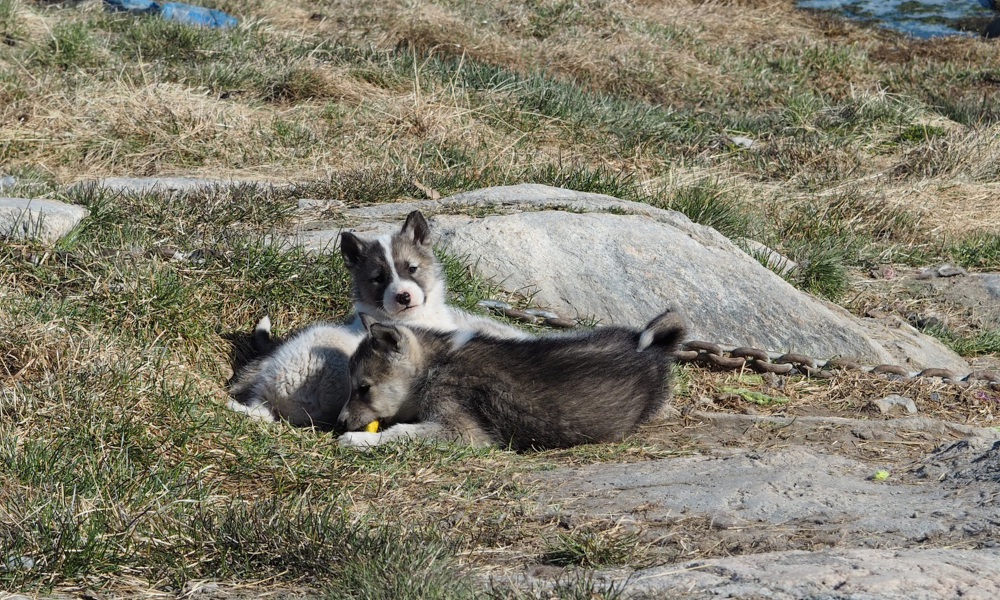 Ilulissat-sled-dog-visit