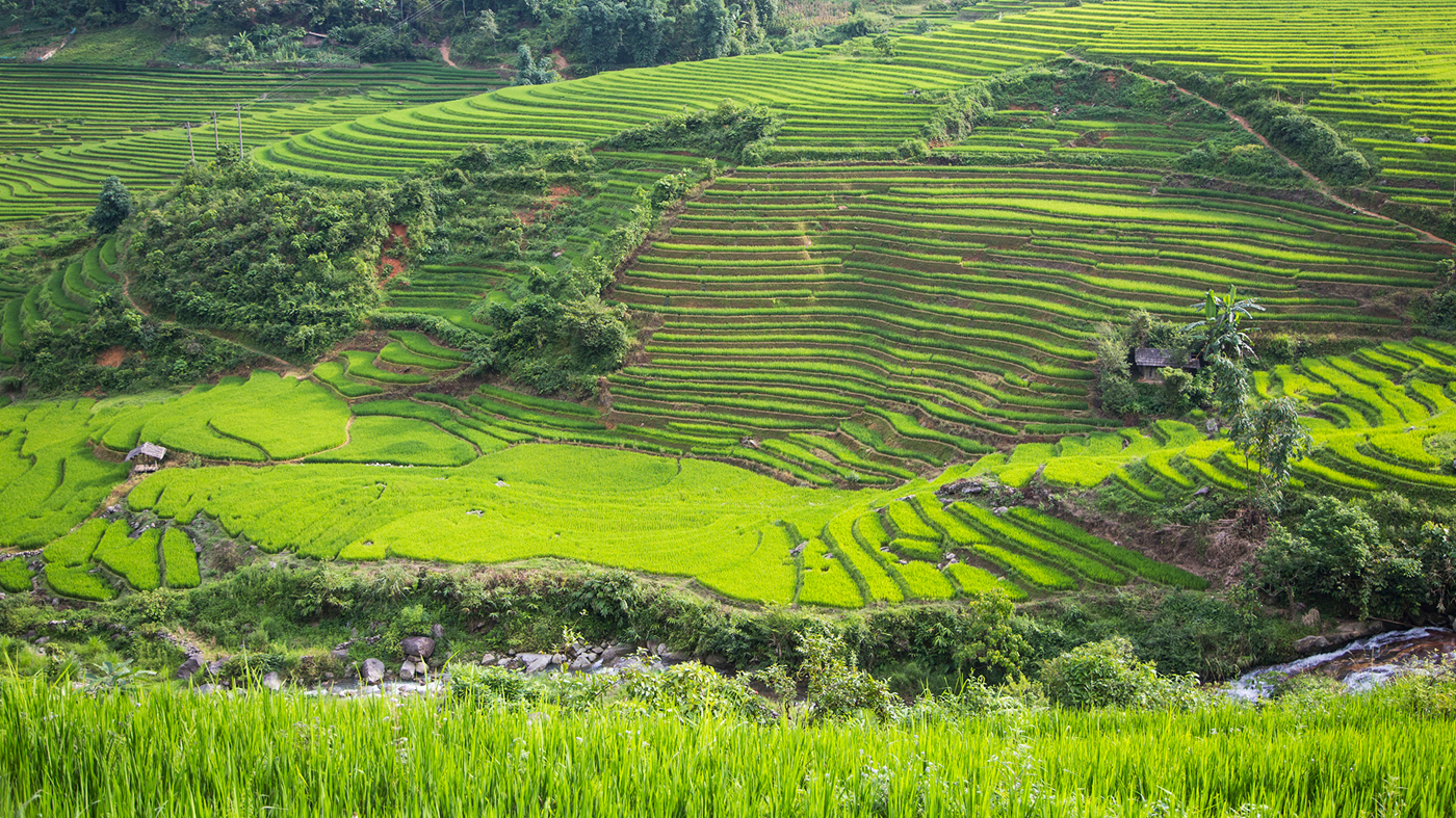 Grønne bakker med rissmarker i Sapa-dalen i Nordvietnam.