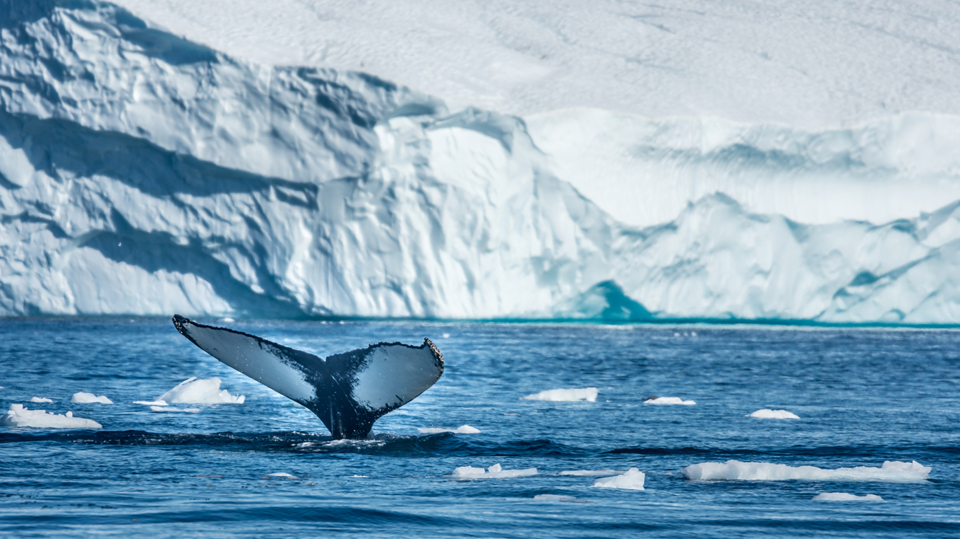 Hvalhale stikker op af havet ved isfjorden.