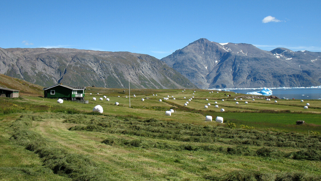 Landskab med marker, fjord og bjerge i Igaliku
