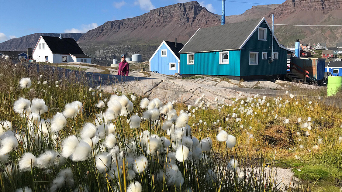 Blomster, græs, huse og bjerge på Diskoøen. 