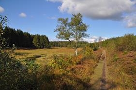 Vild, vildere, vidunderlige Vestjylland. Kursus 31B