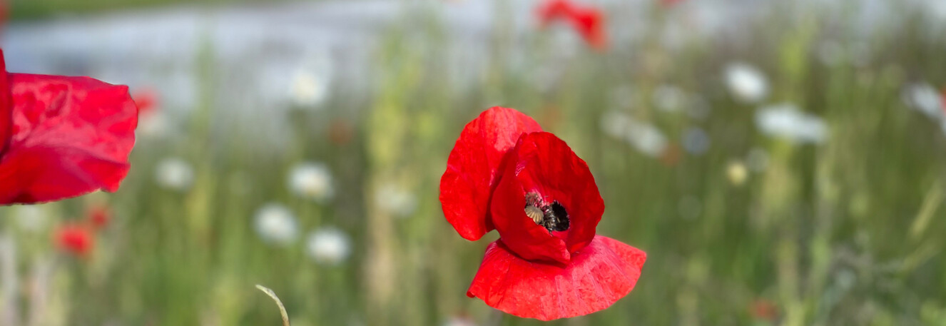 Forsideslider_-_biodiversitet