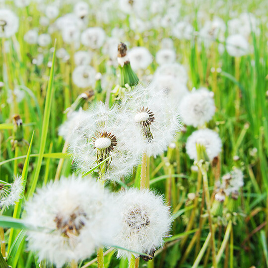 40170_H__nd__og_rygspr__jtecertifikat(1)