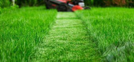 Plaenegraes-ukrudt-skadevoldere-og-pleje_(1)