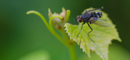 Planteliv-jordbund-og-okologi_(1)