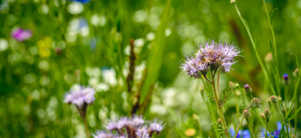 biodiversitet_i_anlaegsgartnerfaget_(1)