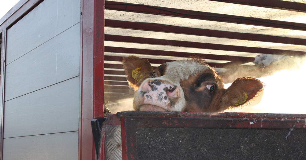 dyretransport-koeer-komptencebevis-amusyd-kolding_(1)