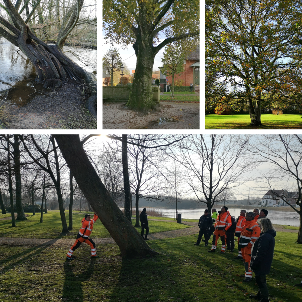 traebiologi-traepleje-og-byokologi