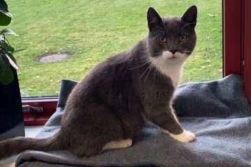Katten_Karsten