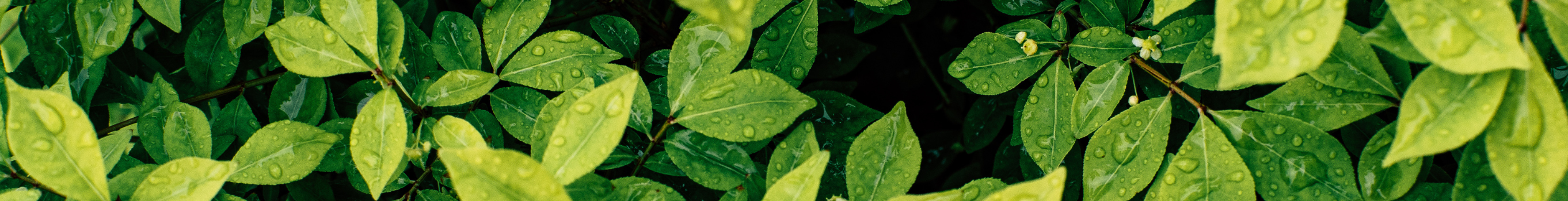 SLIDE_-_plantebeskyttelse-i-gartneri-sprojtecertifikat