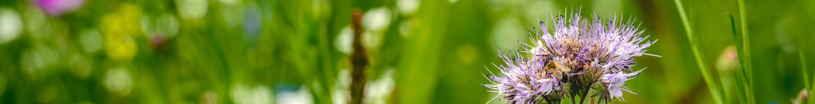 slide-biodiversitet-i-anlaegsgartnerfaget_(1)