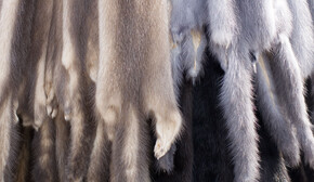 mink_COLOURBOX2933478_mink_tilpasset(1)