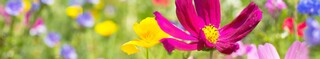 Lad dine kompetencer blomstre