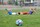 football-1533213_1280