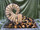 Kransekage___IMG_8879