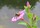 IMG_7376_Bi_nektar_pink_blomst