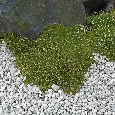 rausch kaktus Sulcorebutia rauschii (Lila Kaktus)  kleiner violetter Kaktus, ideal fr  Sukkulentensammlungen  Secret Garden Plant Shop