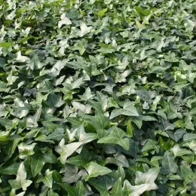 gummibaum 2m Tineke-Gummibaum - Ficus elastica Tineke