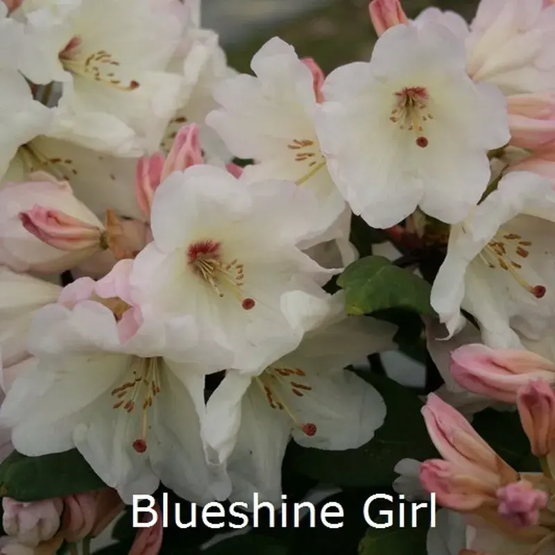 Rhododendron yakusimanum 'Schwanensee' | H: 25-40 cm.