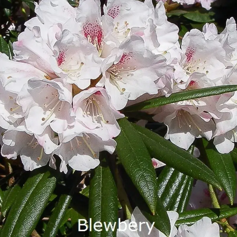 Rhododendron yakusimanum 'Schwanensee' | H: 25-40 cm.