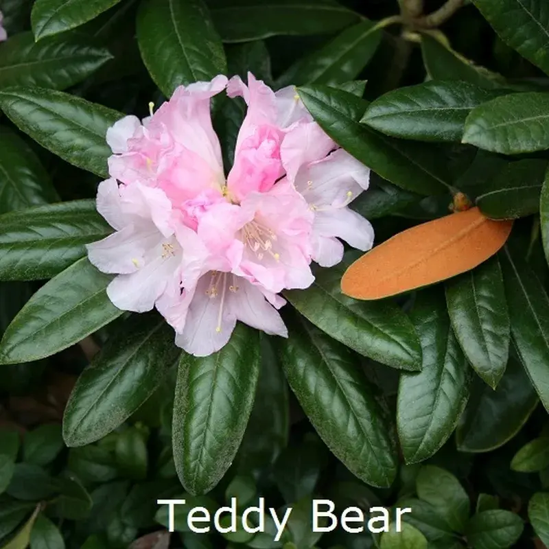 rhododendron images Bessie Howells Rhododendron main image 1