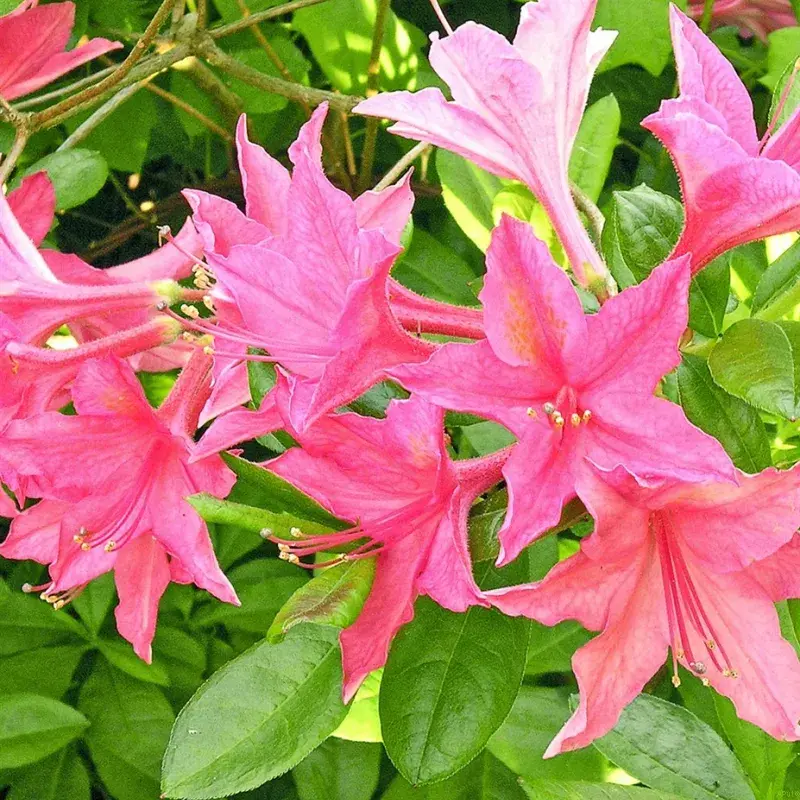 Rhododendron yakusimanum 'Schwanensee' | H: 25-40 cm.