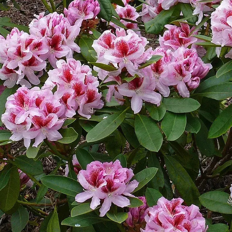 Rhododendron 'Diadem'