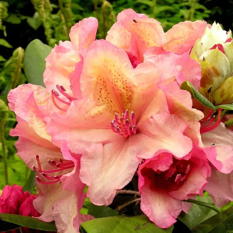 Rhododendron 'Sun Glory'