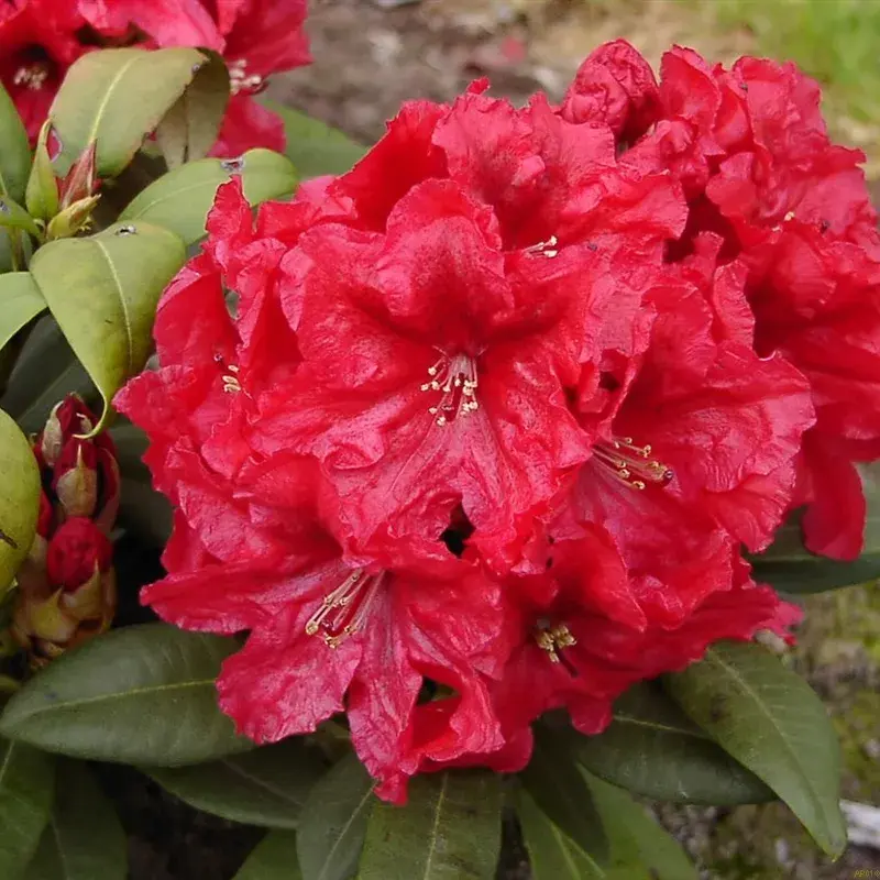 Rhododendron 'Erato'