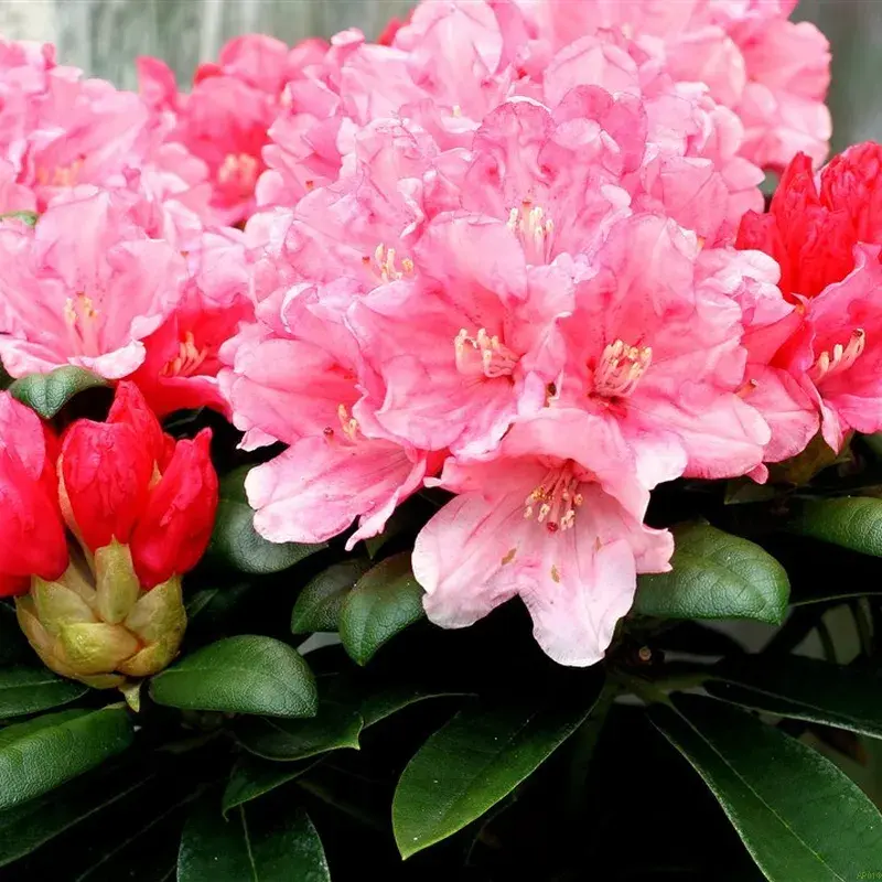 Rhododendron Yak. 'Colibri'
