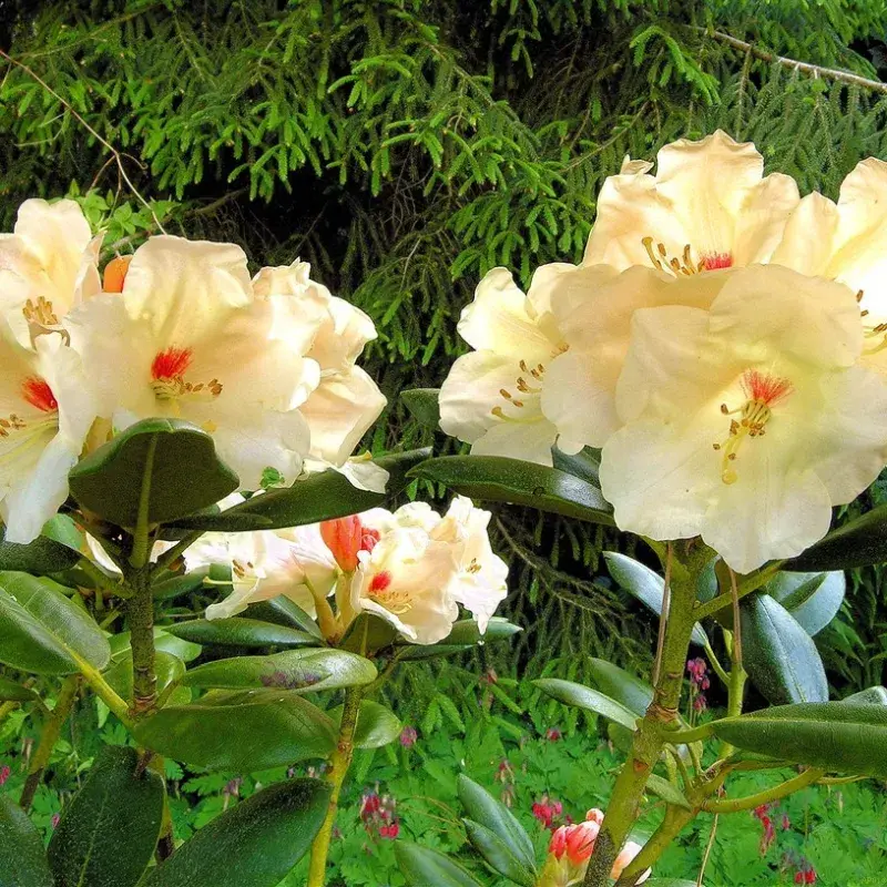 Rhododendron Yak. 'Flava'