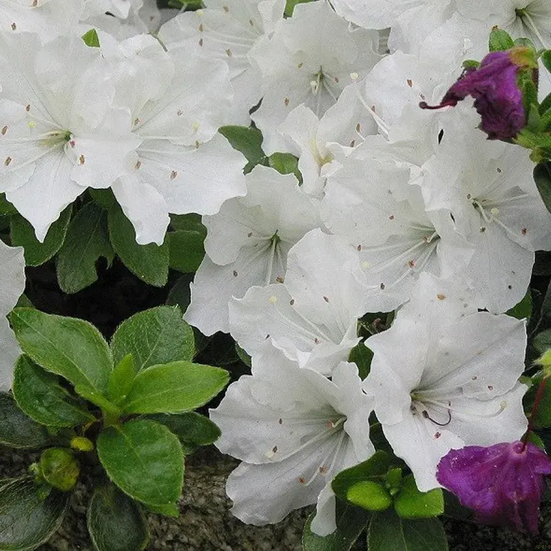 Rhododendron Jap. 'Schneesturm'
