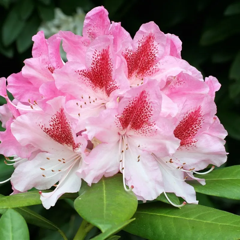 Rhododendron haematodes 'Lisetta'