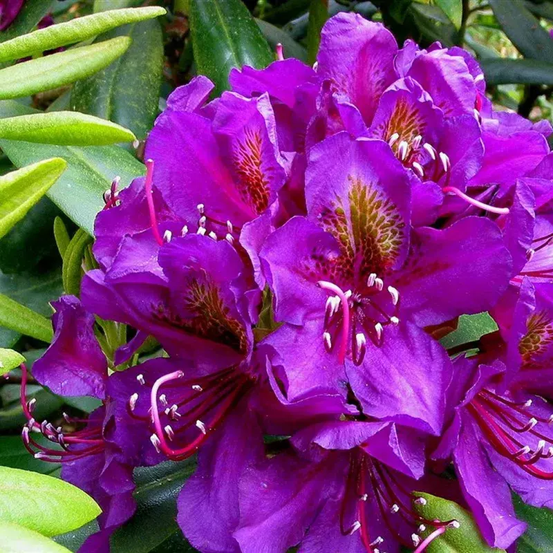 Rhododendron 'Belkanto