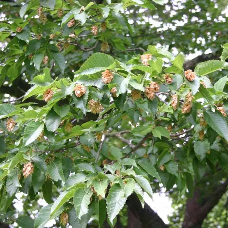 Køb Carpinus betulus 'Fastigiata' - Salgshøjde 40-50 cm. - Søjle Avnbøg ...