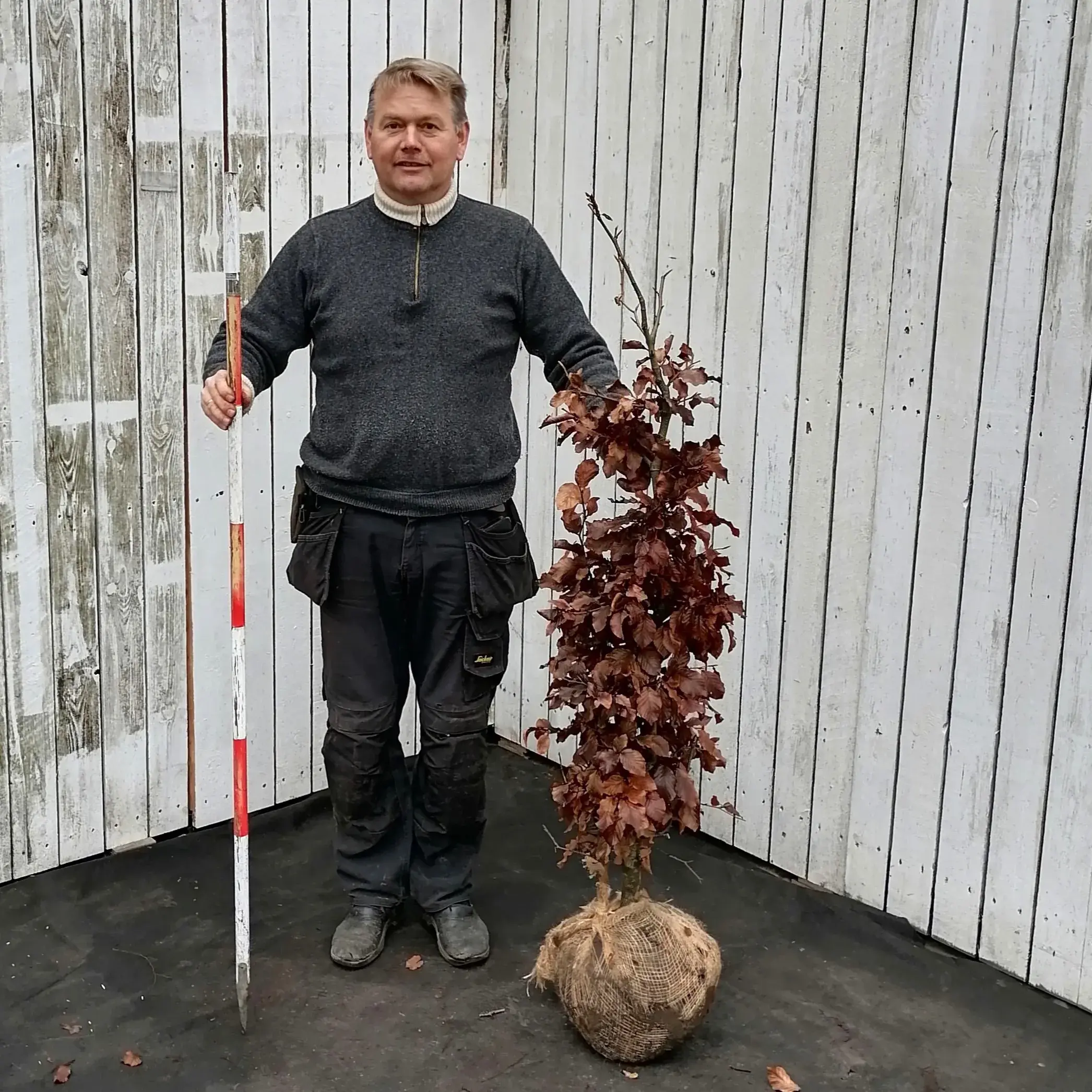 Bgehk - Villahk med klump | Se stort udvalg her! | Grogaranti p planter