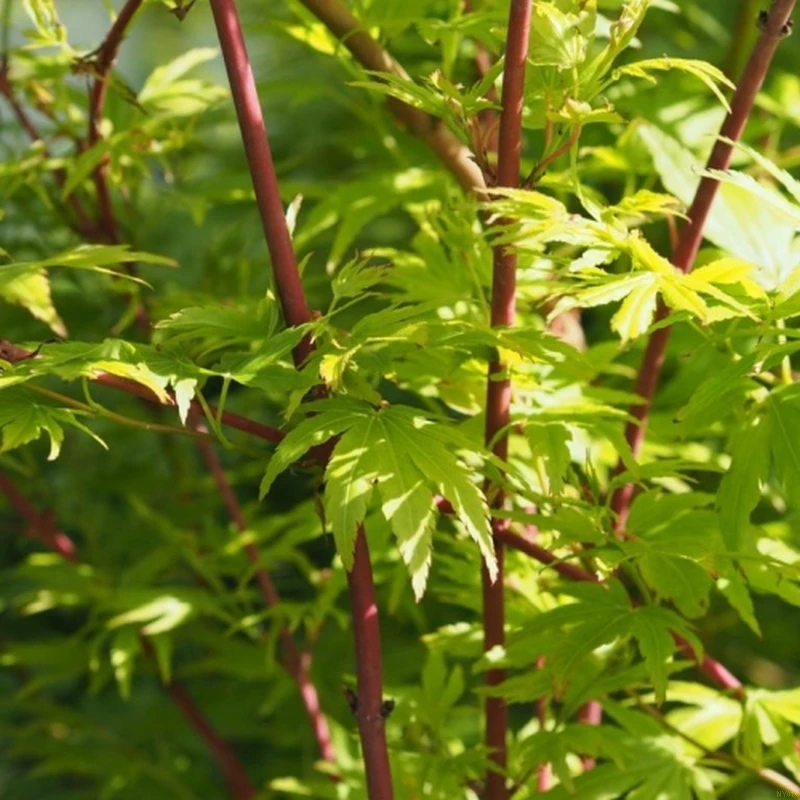 ACER PALM. 'SANGOKAKUI' (Japansk Løn), Salgshøjde Potte 5060 cm 4 L